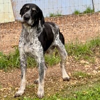 KIBA, chien à adopter