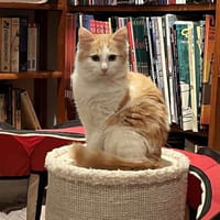 MIRA, chatte à adopter