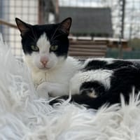 KIT KAT, chat à adopter