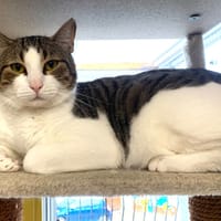 Pralin, chat à adopter