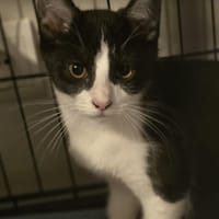 Pongo, chat à adopter
