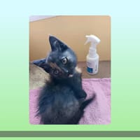 Cassidy, chatte à adopter