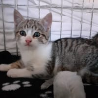 Airness, chat à adopter
