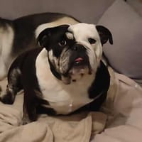 Victoria Vicky, chienne à adopter