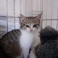 Puma, chat à adopter