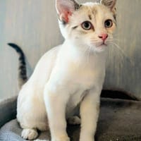 MATTY, chat à adopter