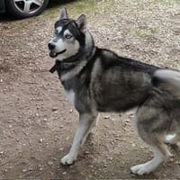 TSUKY, chien à adopter