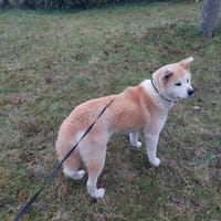 PRALINE, chien à adopter