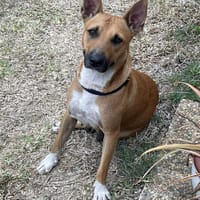 MIZOU, chienne à adopter