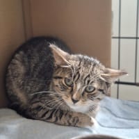 Hultaj, kot do adopcji