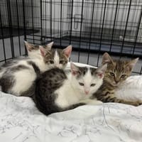 Bąbelcia, kotka do adopcji