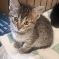 Alisa, kotka do adopcji