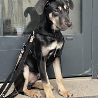 Pluto - lieber & fröhlicher Hundejunge, Hund zur Adoption