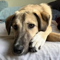 Miles - freundlicher, junger Rüde auf PS, Hund zur Adoption