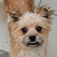 Flöckchen, ein fröhlicher  Winzling, Hündin zur Adoption