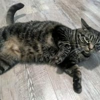 Arnaldo hofft auf seine zweite Chance, Kater zur Adoption