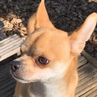 DRINGEND! Horus muss umziehen!, Hund zur Adoption