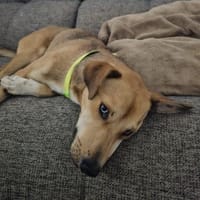 Simon - Sanfter Rüde auf PS in Hessen, Hund zur Adoption