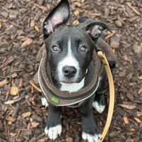 Floki - junger, verschmuster Rüde, Hund zur Adoption