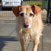 BECKY ❤ wartet auf lieben Besuch, Hündin zur Adoption