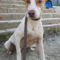 Newton, noch schüchtern, Hund zur Adoption