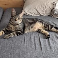 Galileo - auf samtigen Pfoten ins Herz, Kater zur Adoption