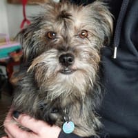 Finchen, eine sanfte, zarte Seele sucht, Hündin zur Adoption