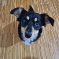 BAJA - ich liebe Bewegung, Hündin zur Adoption