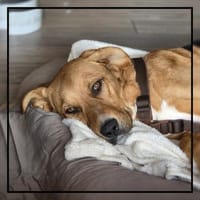 Labrador Mix: katzenverträglich u. lieb!, Hund zur Adoption