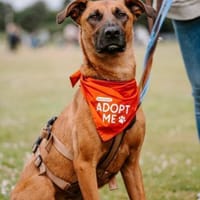 Rüde Moritz sucht aktives Zuhause, Hund zur Adoption