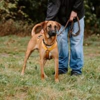 Pete-Junghund sucht sein erstes Zuhause, Hund zur Adoption