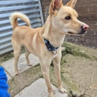 Nico, bezaubernd, ruhig, sehr verschmust, Hund zur Adoption