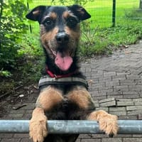 Frodo träumt von einem eigenen Zuhause, Hund zur Adoption