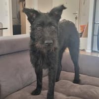 Hat sich Pineta in dein Herz geschlichen, Hündin zur Adoption