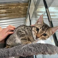Charly sucht seinen Dosenöffner, Kater zur Adoption