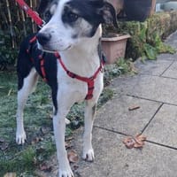 Frodo - Verschmuster Rüde auf PS in BW, Hund zur Adoption