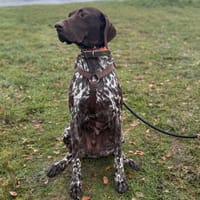 Boogie - menschenbezogener, agiler Rüde, Hund zur Adoption