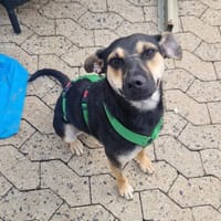 Moncsi 2-jährige Mischlingshündin, Hündin zur Adoption