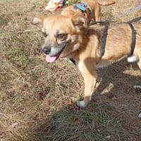 Findus, Familienhund/Schmusetier, Hund zur Adoption