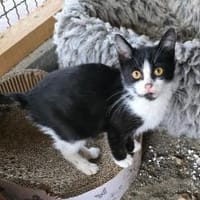 🐾Kater Nino sucht ein Zuhause💛, Kater zur Adoption