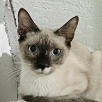 Viele Kitten u. Katzen suchen ihr Zuhaus, Kater zur Adoption