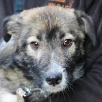 Ava - verschmust u. kinderlieb, Hündin zur Adoption