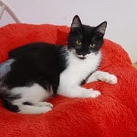 Shira sucht dringend ein Zuhause, Katze zur Adoption