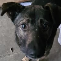 Kiko  jung, ledig sucht  Tierschutz, Hund zur Adoption