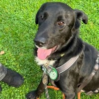 Jasko möchte mit die Welt entdecken., Hund zur Adoption