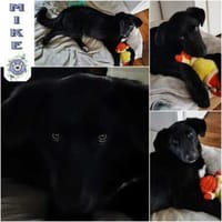 MIKE * magischer Musterschüler, Hund zur Adoption