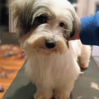 Roxy, hübsche, kleine Wuscheline, Hündin zur Adoption