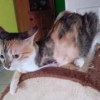 Glückskatze Zerlina sucht Zuhause, Katze zur Adoption