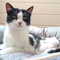 Traumkaterchen Brodino sucht Zuhause, Kater zur Adoption