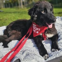 Pina - lieb, verspielt & ausgeglichen, Hündin zur Adoption